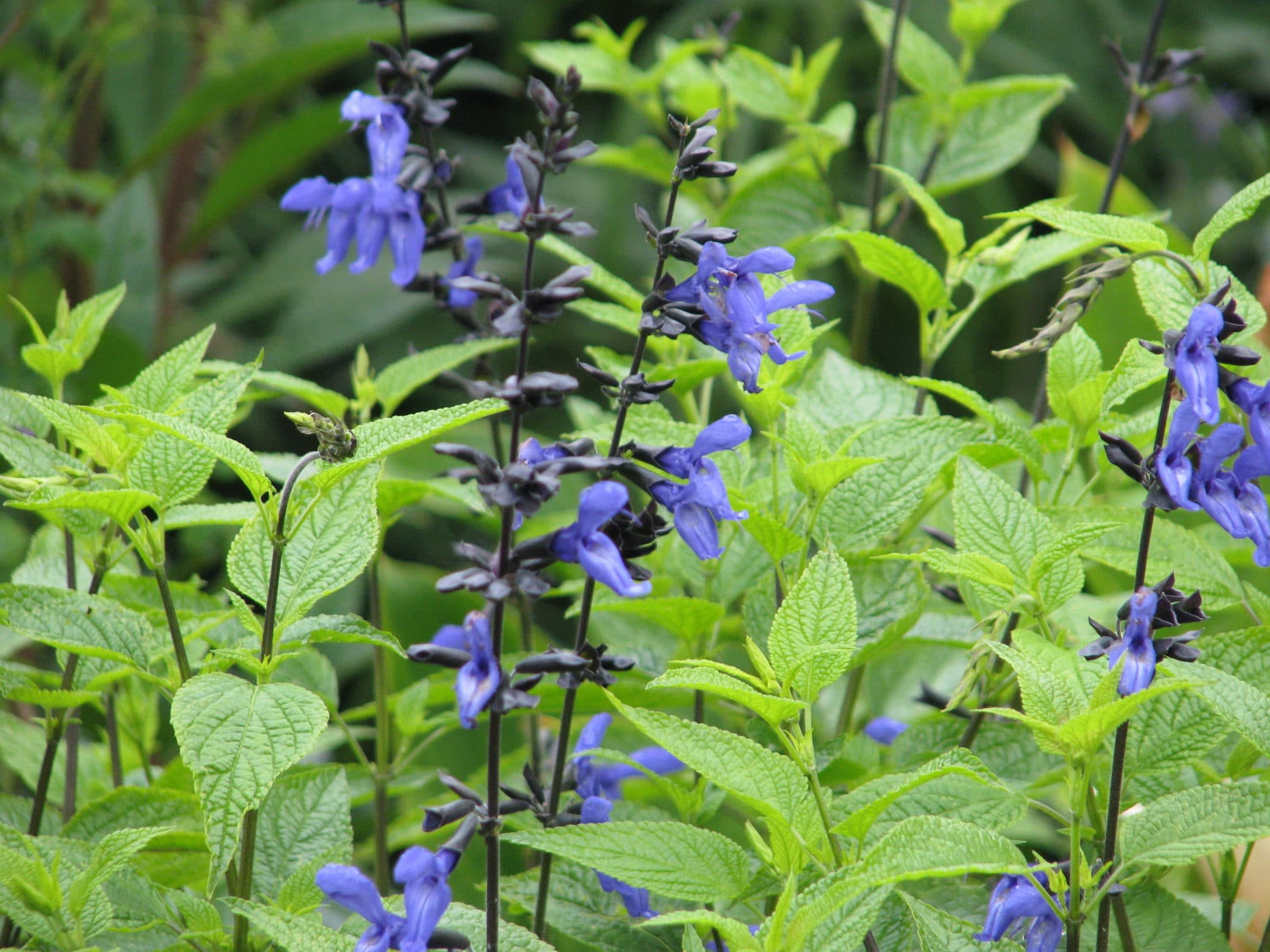 Salie - Salvia guaranitica 'Black and Blue'